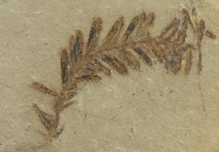 Dawn Redwood (Metasequoia) Fossil - Montana #142539